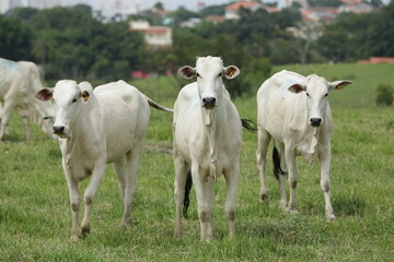 Vista de gados no pasto de corte.