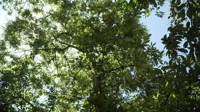 Chestnut Treetops full of green leaves pan in autumn before harvest changing light