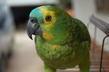 Perico