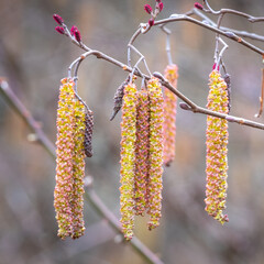Naklejka premium The long male Catkins of a Smooth Alder Tree or Shrub (Alnus serrulata) in early Spring. Raleigh, North Carolina.