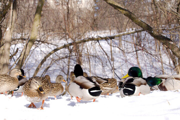 ducks and mallard in the snow