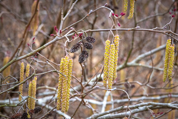 The long male catkins and last year's female catkins or cones of a Smooth Alder Tree or Shrub (Alnus serrulata) in early Spring. Raleigh, North Carolina.
