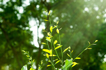 Leaves growing with sunlight  on a bokeh background