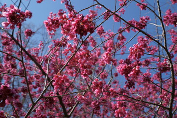 寒緋桜の赤いベル型の花が咲く