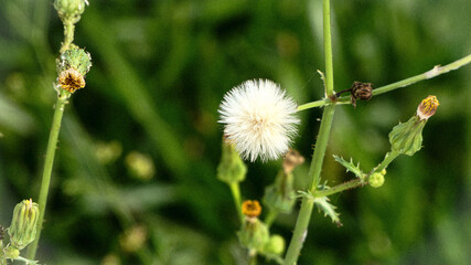 dandelion seed head
