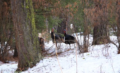 Two turkeys in the woods