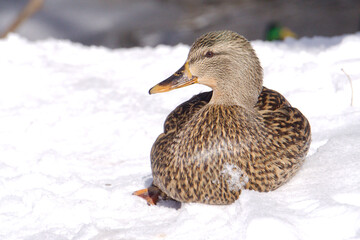 female mallard duck in snow