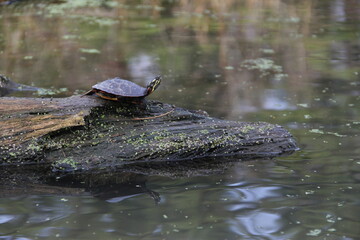 Obraz premium turtle in the pond