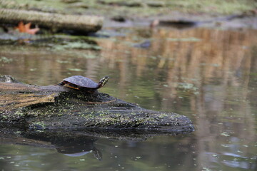 painted turtle on the shore of a river