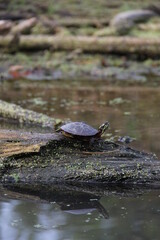 Obraz premium turtle in the pond