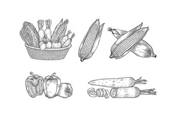 vegetables basket hand drawn set collection