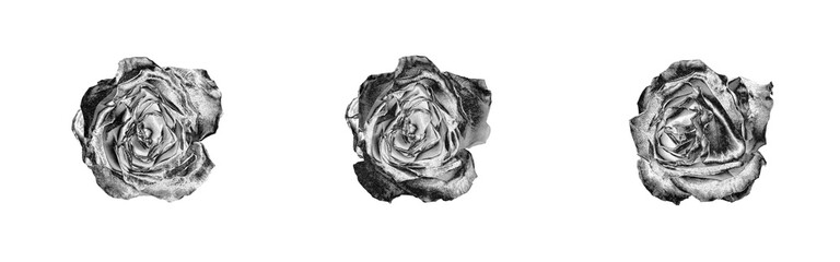 Silver rose flowers set light white background isolated close up top view, beautiful black and white roses flower collection, shiny gray metal rosa, floral design element, natural pattern, decoration