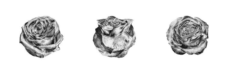 Silver rose flowers set light white background isolated close up top view, beautiful black and white roses flower collection, shiny gray metal rosa, floral design element, natural pattern, decoration