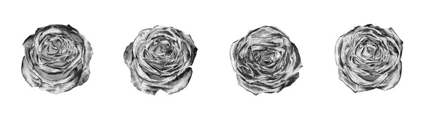 Silver rose flowers set light white background isolated close up top view, beautiful black and white roses flower collection, shiny gray metal rosa, floral design element, natural pattern, decoration