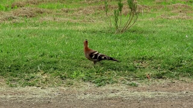 African Hoopoe searching for food in green grass