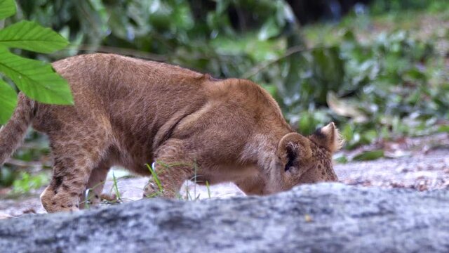 Cute Lion Cub Sniffing On The Ground And Running Away. - close up