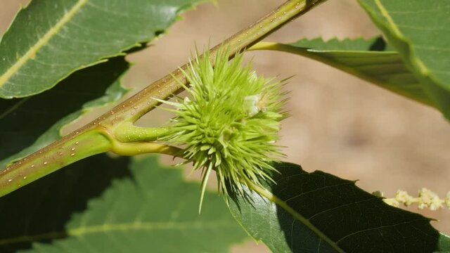 Chestnut Fruit in Green Hedgehog with Leaves hanging on tree's branch not yet ripe in autumn before harvest, pan, changing light