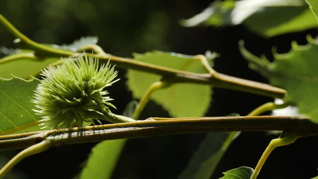 Chestnut green unripe fruit hedgehog pan on branch with leaves in autumn