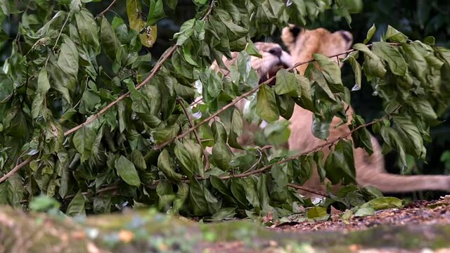 Lion Cub  Ambush Adult Lioness Lying Behind Leaves On Tree At Singapore Zoo. - close up