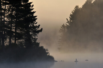 Sunrise mist over Costello lake with seagull Algonquin Park