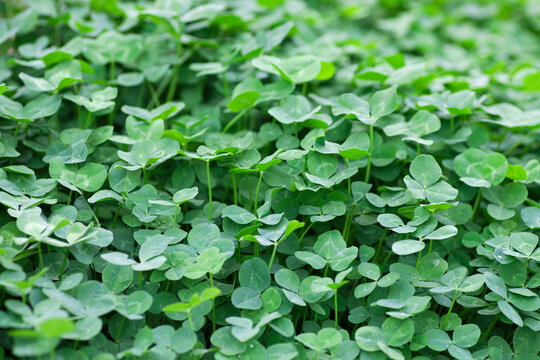 The background of clover with green oil
