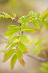 Nature. Autumn foliage with raindrops.