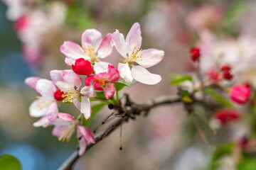 Fototapeta na wymiar White flower and pink bud on apple tree. Blooming apple tree in spring. Close-up
