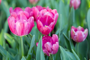 Fresh colorful tulip flowers in the garden at spring day