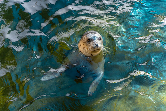  Seal nerpa swims in the pool at Six Flags Discovery Kingdom.