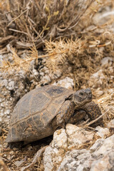 Brown wild turtle crawling on the rocky ground in Turkey