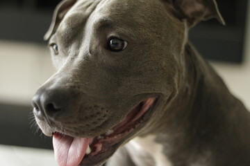 close up of a pit bull dog's face at home