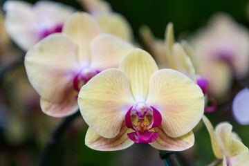Orchid flowers in the garden. Phalaenopsis Orchidaceae