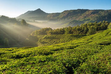 Obraz premium Beautiful fresh green tea plantations landscape in Munnar, Kerala, India