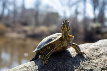Turtle on a Rock next to a pond