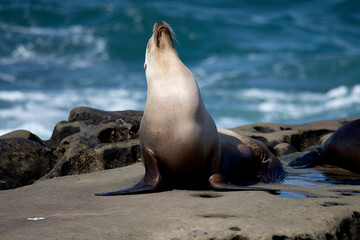 Fototapeta premium Sea lion getting some sun with a yoga like stretch in Pacific ocean near La Jolla California
