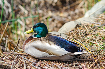 A male mallard duck (Anas platyrhynchos) sitting on the shore outside the water, Central Park, Fremont