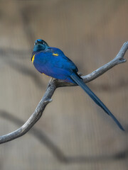 Golden Breasted Starling Bird on a branch
