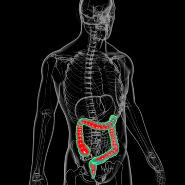 Large Intestine 3D Illustration Human Digestive System Anatomy