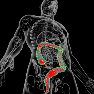 Large Intestine 3D Illustration Human Digestive System Anatomy