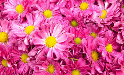 Pink flower beautiful blooming background
