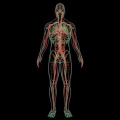 Human Heart With Circulatory System Anatomy For Medical Concept 3D