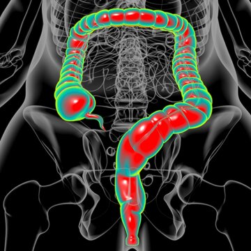 Large Intestine 3D Illustration Human Digestive System Anatomy