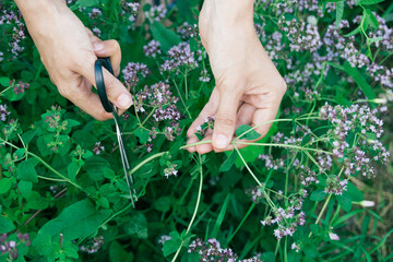 womans hand cutting fresh oregano plant close-up, horizontal lifestyle outdoors summer floral and...
