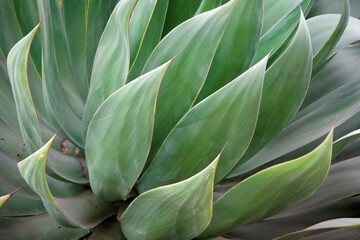 Fototapeta na wymiar Full frame close-up view of an agave plant
