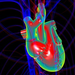 Human Heart Anatomy For Medical Concept 3D