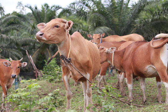 Domesticated cattle ox cow bull banteng sapi bos javanicus eating grass on field, organic beef farm