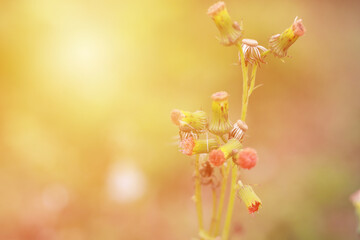 Close up image of wild flower in nature, natural summer morning