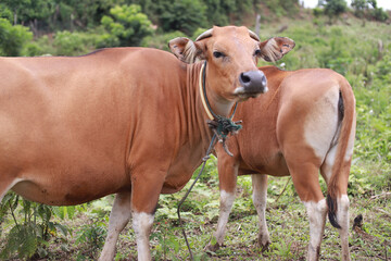 Naklejka na ściany i meble Domesticated cattle ox cow bull banteng sapi bos javanicus eating grass on field, organic beef farm