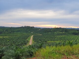 Palm oil plantation farm garden in Asia, Indonesia