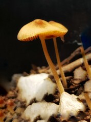 mushroom in the forest